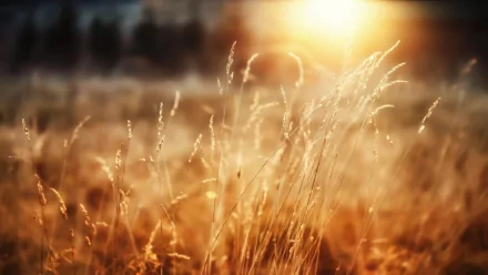 Golden wheat stalks backlit by a warm sunset, bokeh field in the distance — 2K Quad HD PC desktop wallpaper and background, nature, wheat.