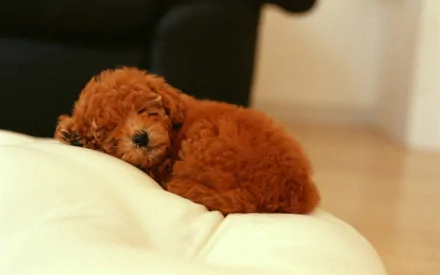HD desktop wallpaper featuring a small, curly-haired brown poodle puppy resting on a soft white cushion in a cozy indoor setting.