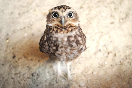 A high-definition desktop wallpaper featuring a close-up of an owl with striking eyes, detailed feathers, and a prominent beak, standing on a sandy surface.