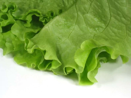 Close-up HD desktop wallpaper of fresh green lettuce leaves, showcasing detailed texture and vibrant color as a vegetable food background.
