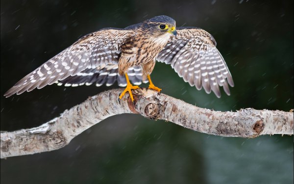 Animal Falcon Birds Birds of prey HD Wallpaper | Background Image