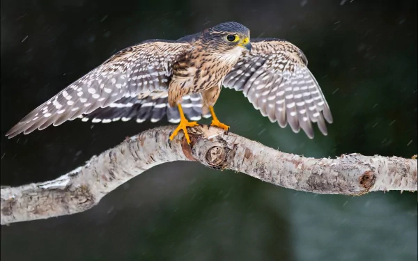 Animal falcon HD Desktop Wallpaper | Background Image