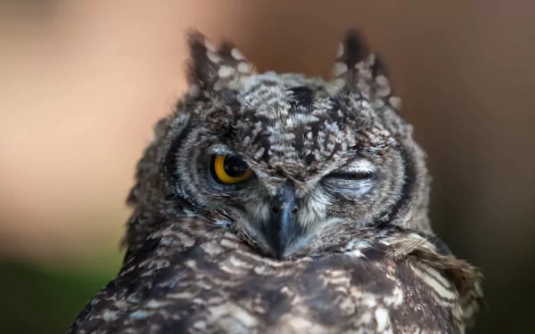A close-up of a great horned owl, showcasing its striking features and one eye winking, presented as a stunning 4K Ultra HD desktop wallpaper.