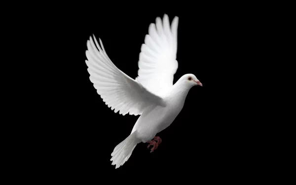 A serene white dove in mid-flight against a black background, captured in stunning detail, serving as an HD desktop wallpaper and background.