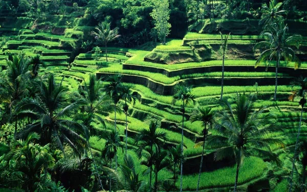 man made rice terrace terraced field HD Desktop Wallpaper | Background Image