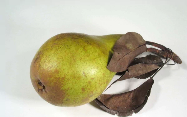 HD PC desktop wallpaper: close-up of a green pear with dried brown leaves on a white background — food, pear.