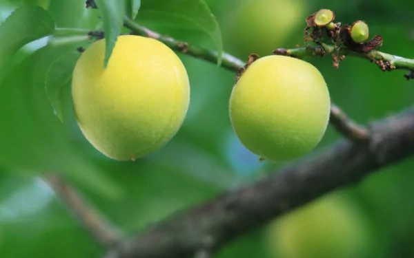 HD PC desktop wallpaper featuring close-up of two unripe peaches hanging on a branch with green leaves in a natural outdoor setting.