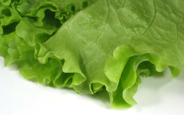 Close-up HD desktop wallpaper of fresh green lettuce leaves, showcasing detailed texture and vibrant color as a vegetable food background.