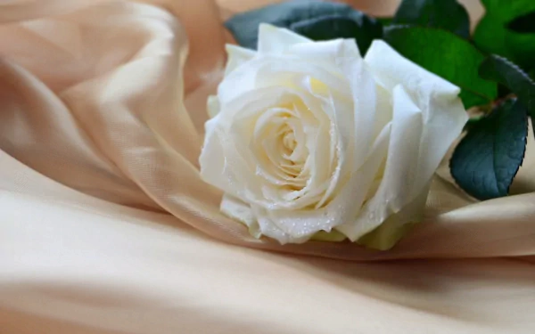 A close-up of a delicate white rose resting on soft, beige fabric, showcasing the natural beauty of nature. This HD image serves as a serene desktop wallpaper.