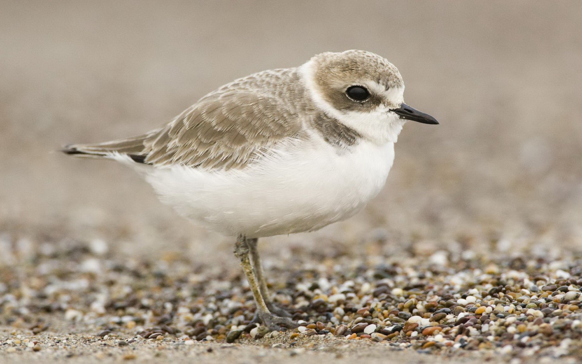 Download Animal Plover HD Wallpaper