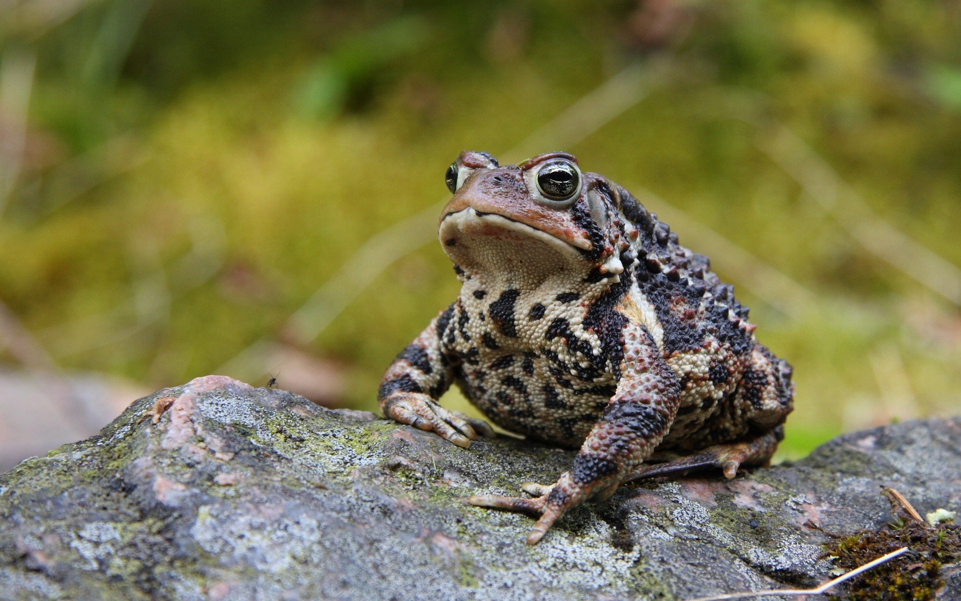 Download Animal American Toad HD Wallpaper