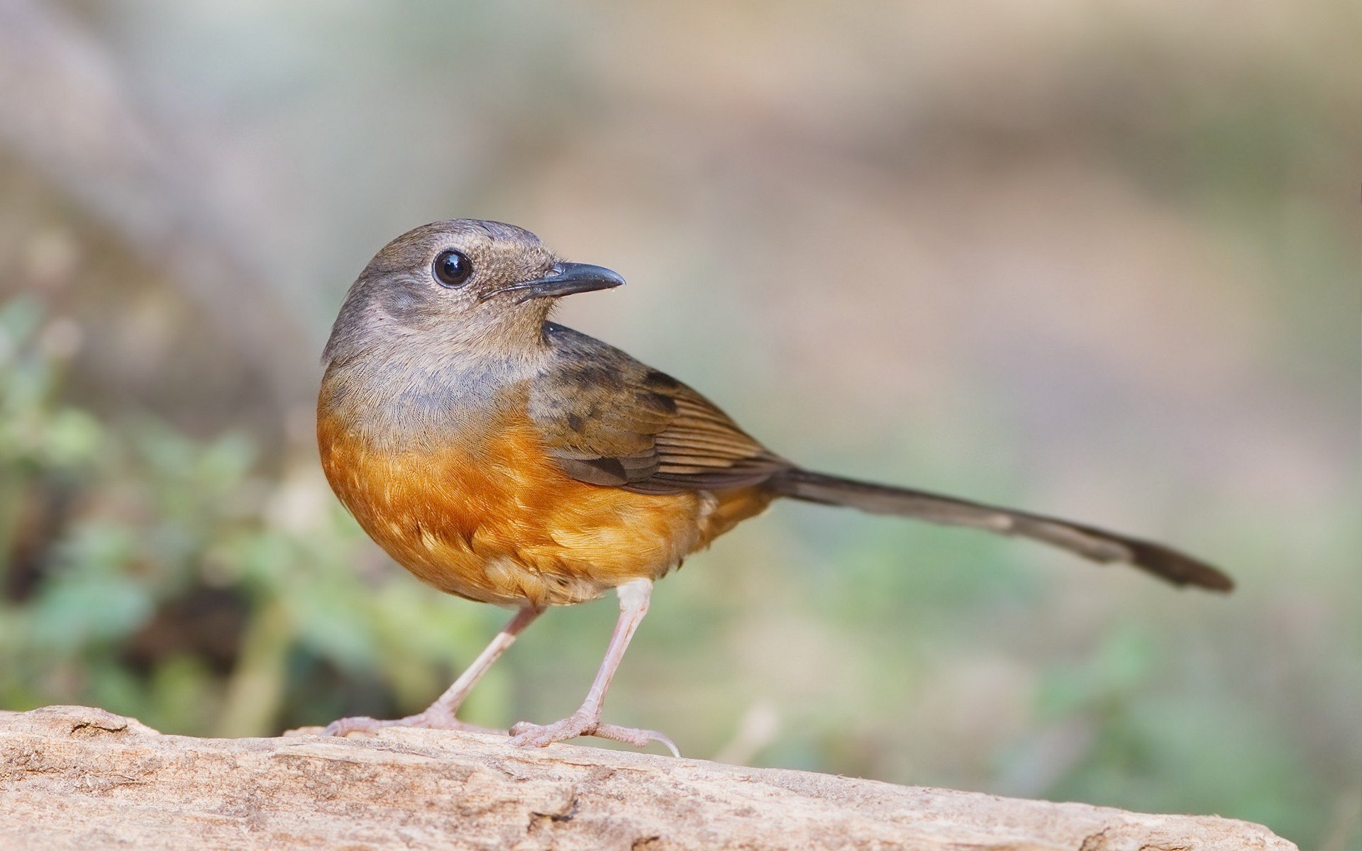 A white-rumped shama perched on a branch, captured in sharp detail against a soft, natural background. HD PC desktop wallpaper and background.