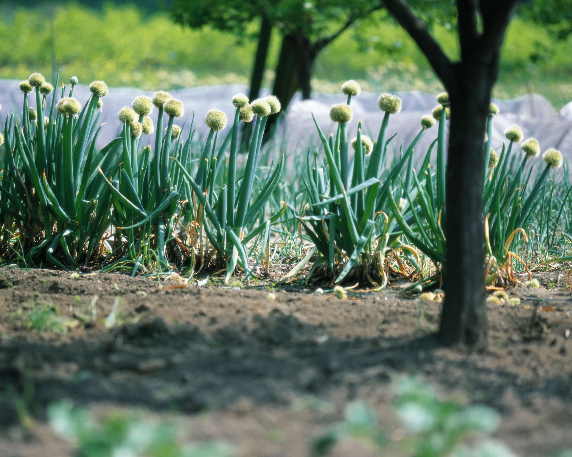 Download Nature Close-up HD Wallpaper