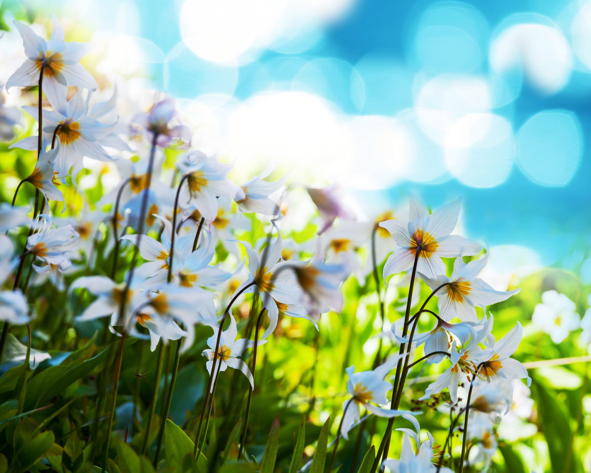 Download Nature Flower 4k Ultra HD Wallpaper