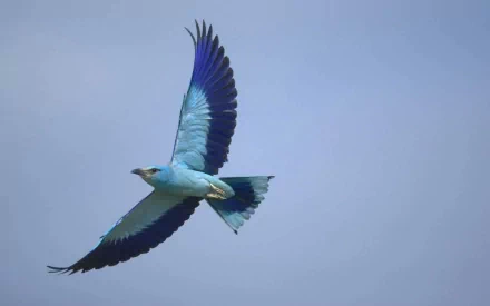 A European roller bird in mid-flight with vibrant blue and turquoise feathers against a clear sky, featured as an HD PC desktop wallpaper.