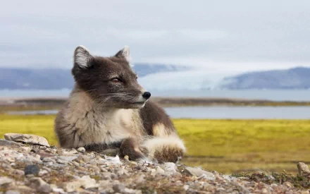Animal arctic fox HD Desktop Wallpaper | Background Image