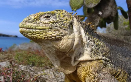 Animal galapagos land iguana HD Desktop Wallpaper | Background Image