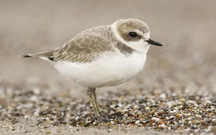  Western Snowy Plover