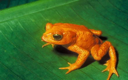 HD PC desktop wallpaper: vibrant orange toad on a glossy green leaf, close-up animal portrait.