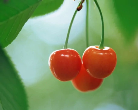 HD desktop wallpaper featuring a close-up of three ripe cherries hanging from a branch, surrounded by green leaves and a soft, blurred background.
