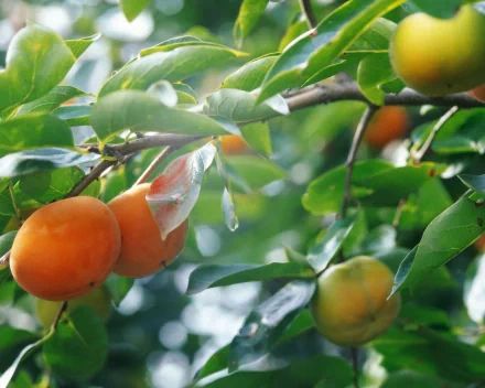 HD desktop wallpaper showcasing ripe persimmons hanging on leafy fruit branches, capturing vibrant colors and natural light in a fresh food-themed image.