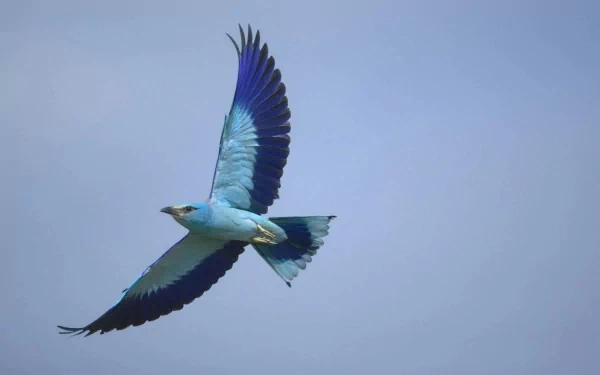 A European roller bird in mid-flight with vibrant blue and turquoise feathers against a clear sky, featured as an HD PC desktop wallpaper.