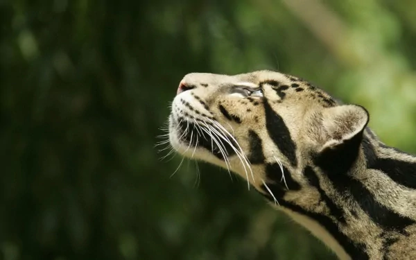 HD desktop wallpaper featuring a close-up of a clouded leopard looking upward against a blurred green natural background.