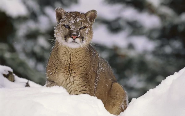 HD desktop wallpaper of a cougar resting in the snowy wilderness of Montana, showcasing the animal in its natural habitat.