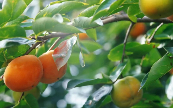 HD desktop wallpaper showcasing ripe persimmons hanging on leafy fruit branches, capturing vibrant colors and natural light in a fresh food-themed image.