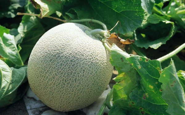 food melon HD Desktop Wallpaper | Background Image