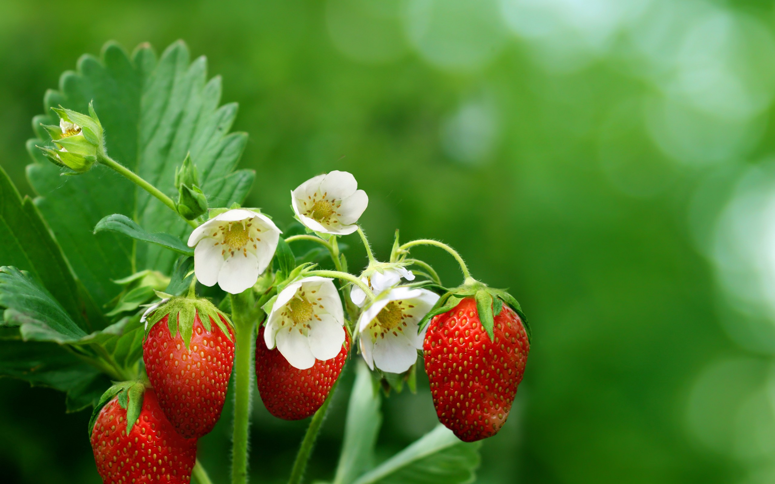 436 Strawberry HD Wallpapers | Background Images - Wallpaper Abyss - Page 4
