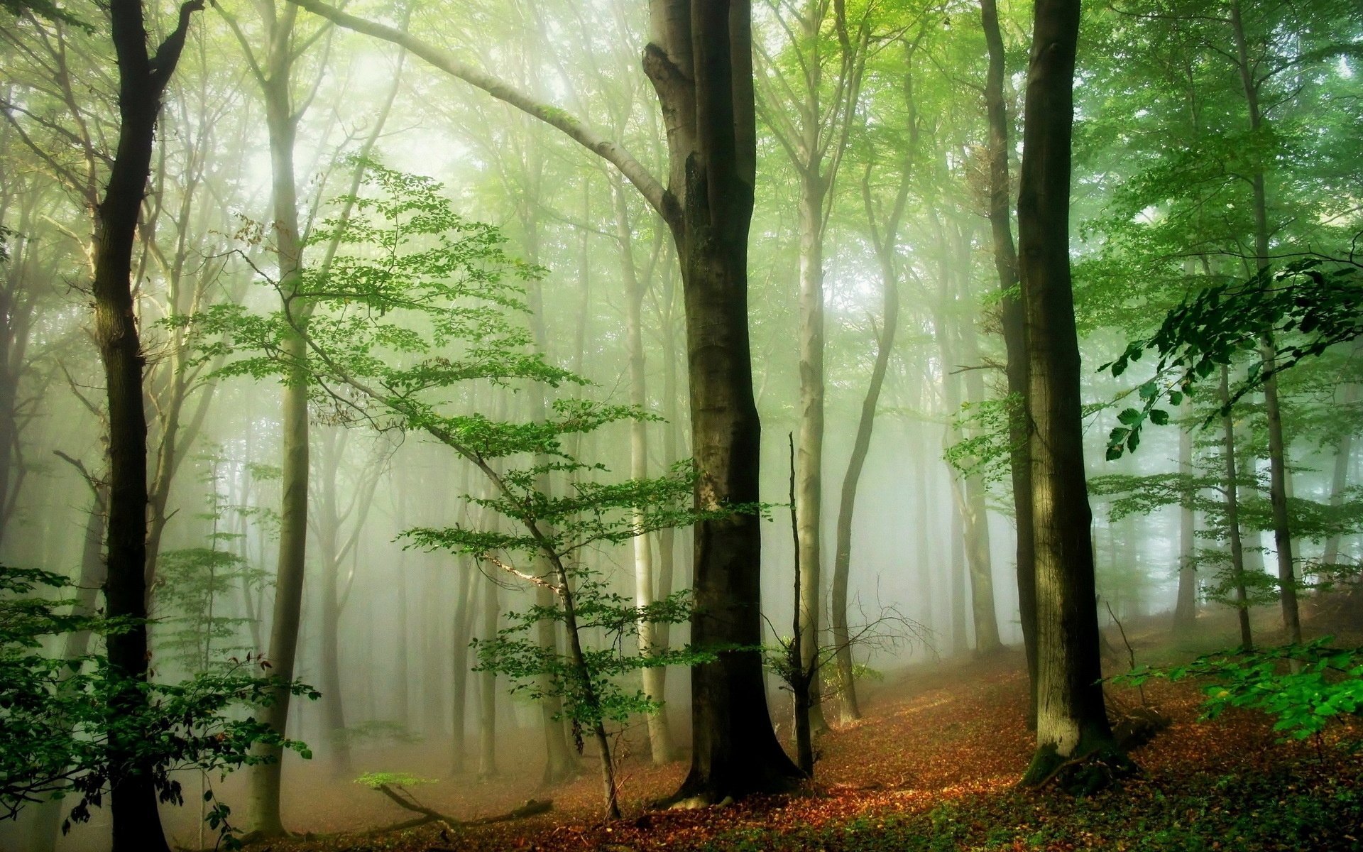 HD PC desktop wallpaper showing a serene forest with tall trees and soft sunlight filtering through misty green foliage in a peaceful natural setting.