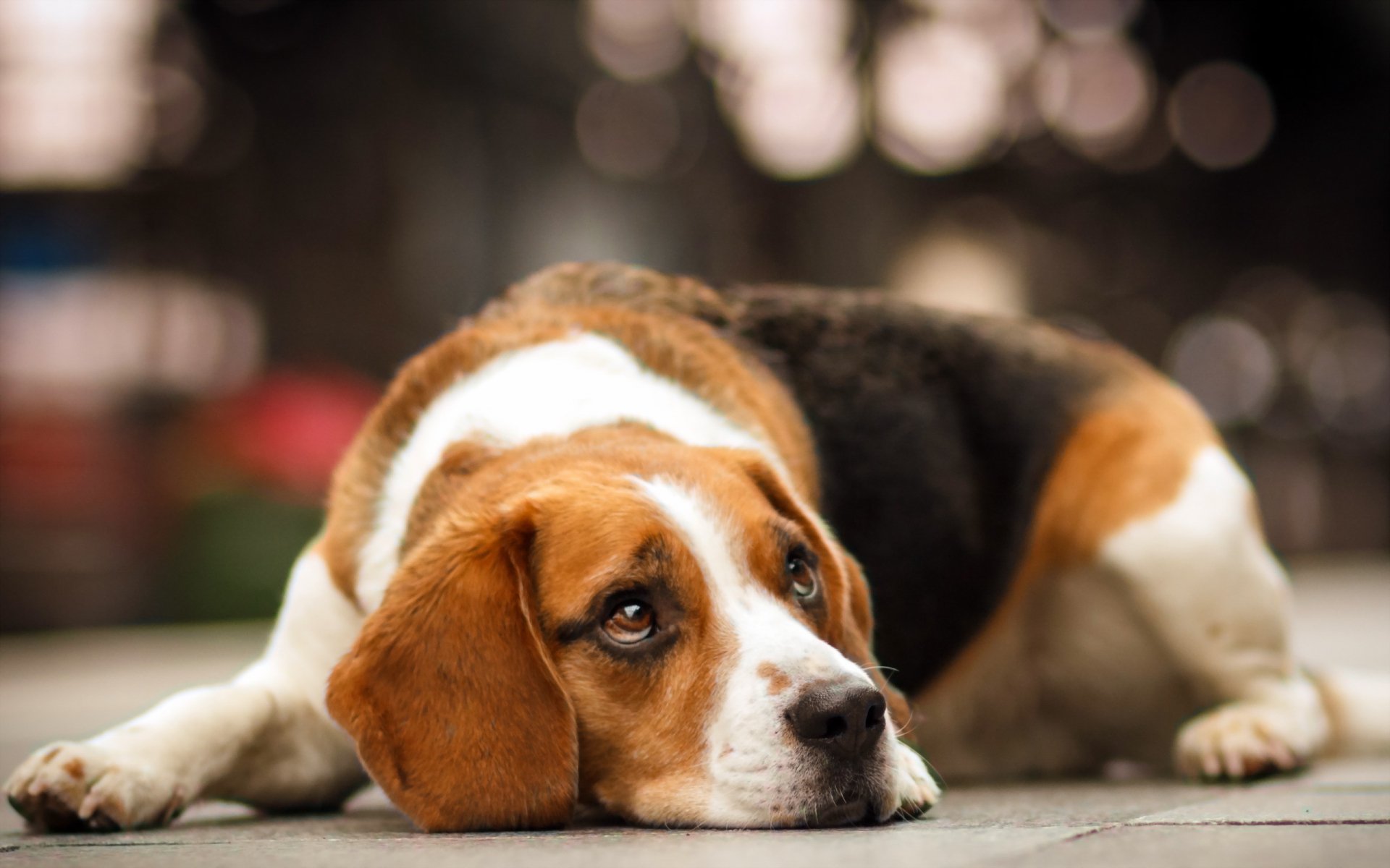 HD PC desktop wallpaper featuring a close-up of a resting beagle with a soft, blurred background.