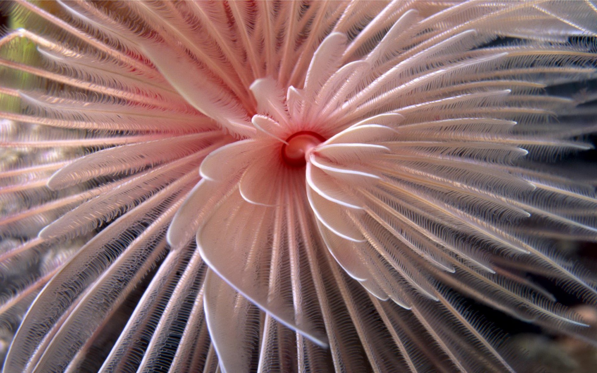 Download Animal Coral HD Wallpaper