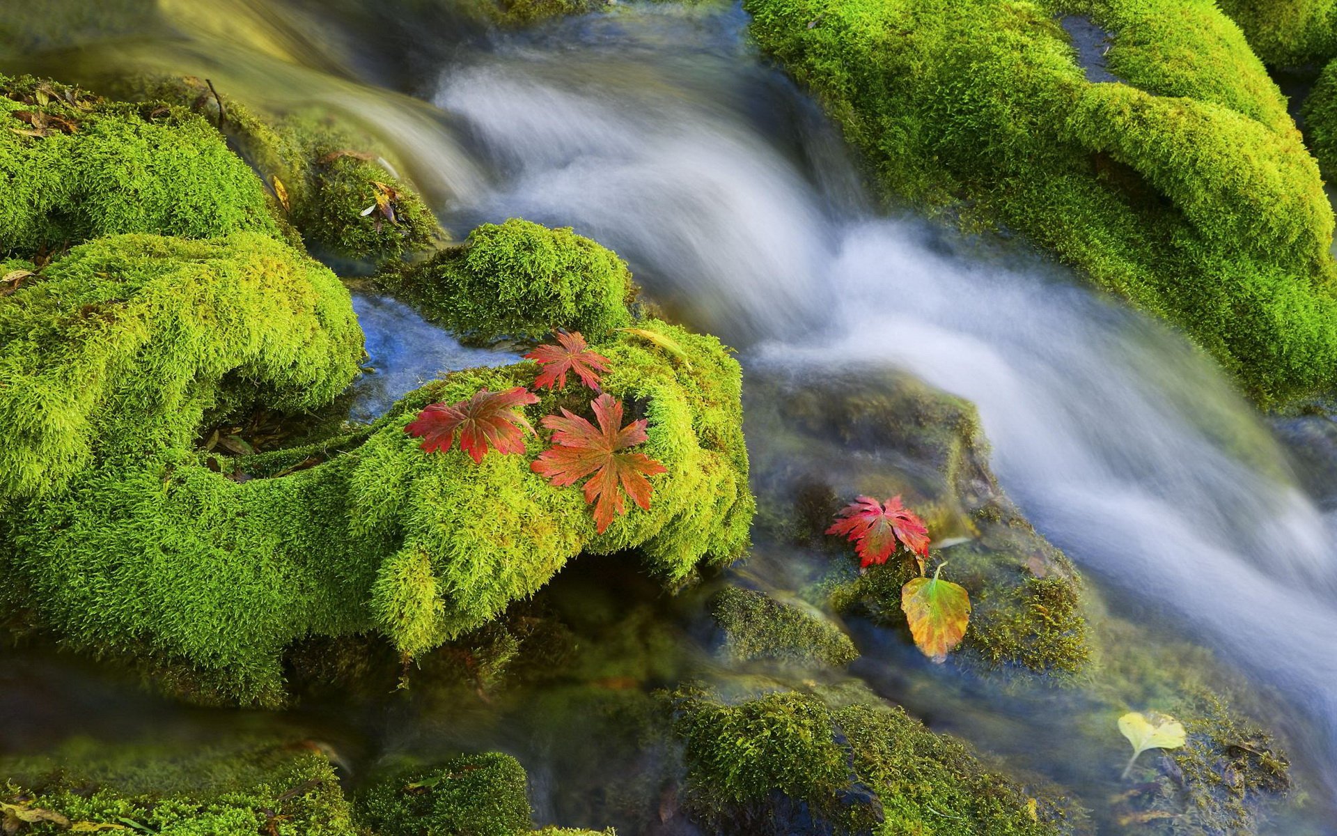 Download Nature Moss HD Wallpaper