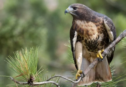 Animal hawk HD Desktop Wallpaper | Background Image