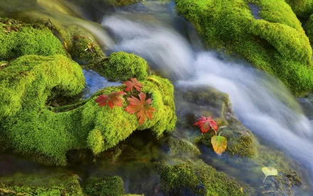 nature moss HD Desktop Wallpaper | Background Image