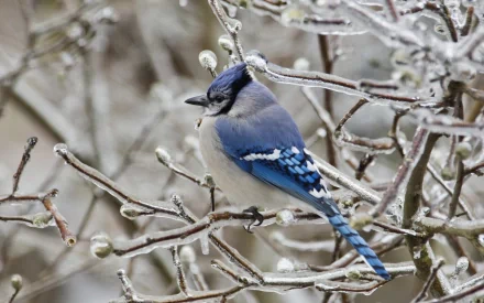 A blue jay perched on a frosty branch, surrounded by ice and winter scenery, creates a serene winter atmosphere. This stunning image serves as an HD desktop wallpaper.