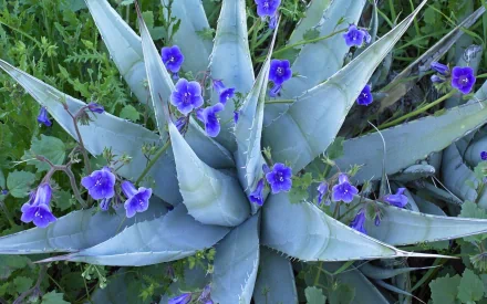 agave flower nature plant HD Desktop Wallpaper | Background Image