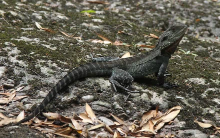  Australian Water Dragon