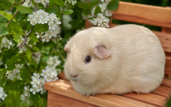 A fluffy white guinea pig sits on a wooden bench surrounded by blooming flowers, creating a charming HD desktop wallpaper and background.