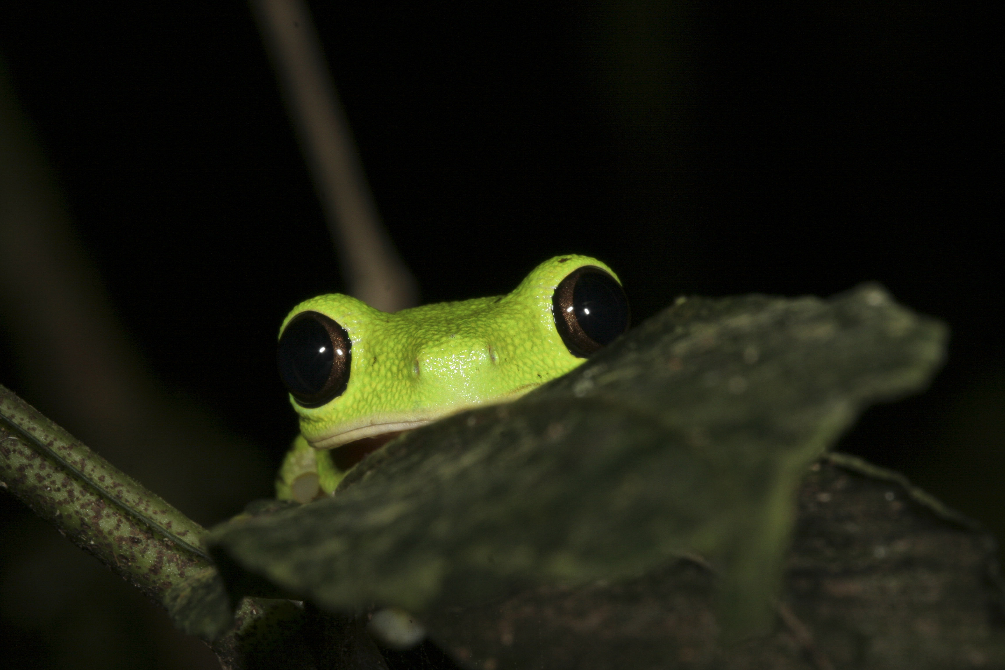 Tree Frog HD Wallpaper | Background Image | 3456x2304