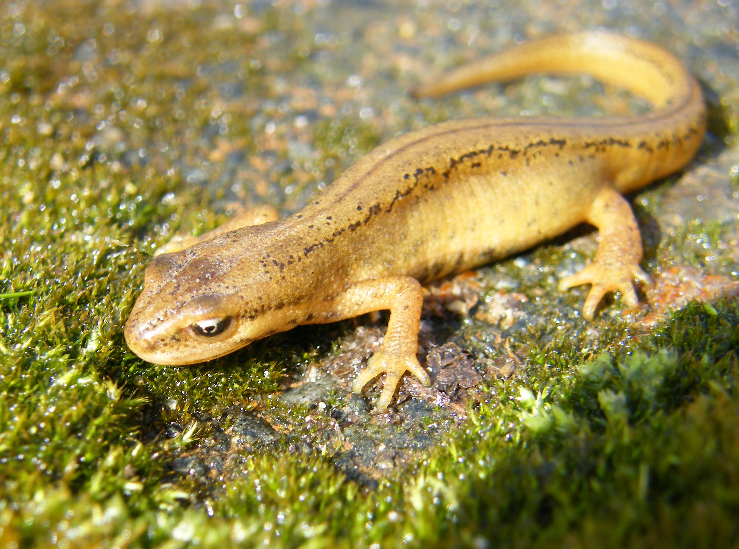 Download Animal Newt HD Wallpaper