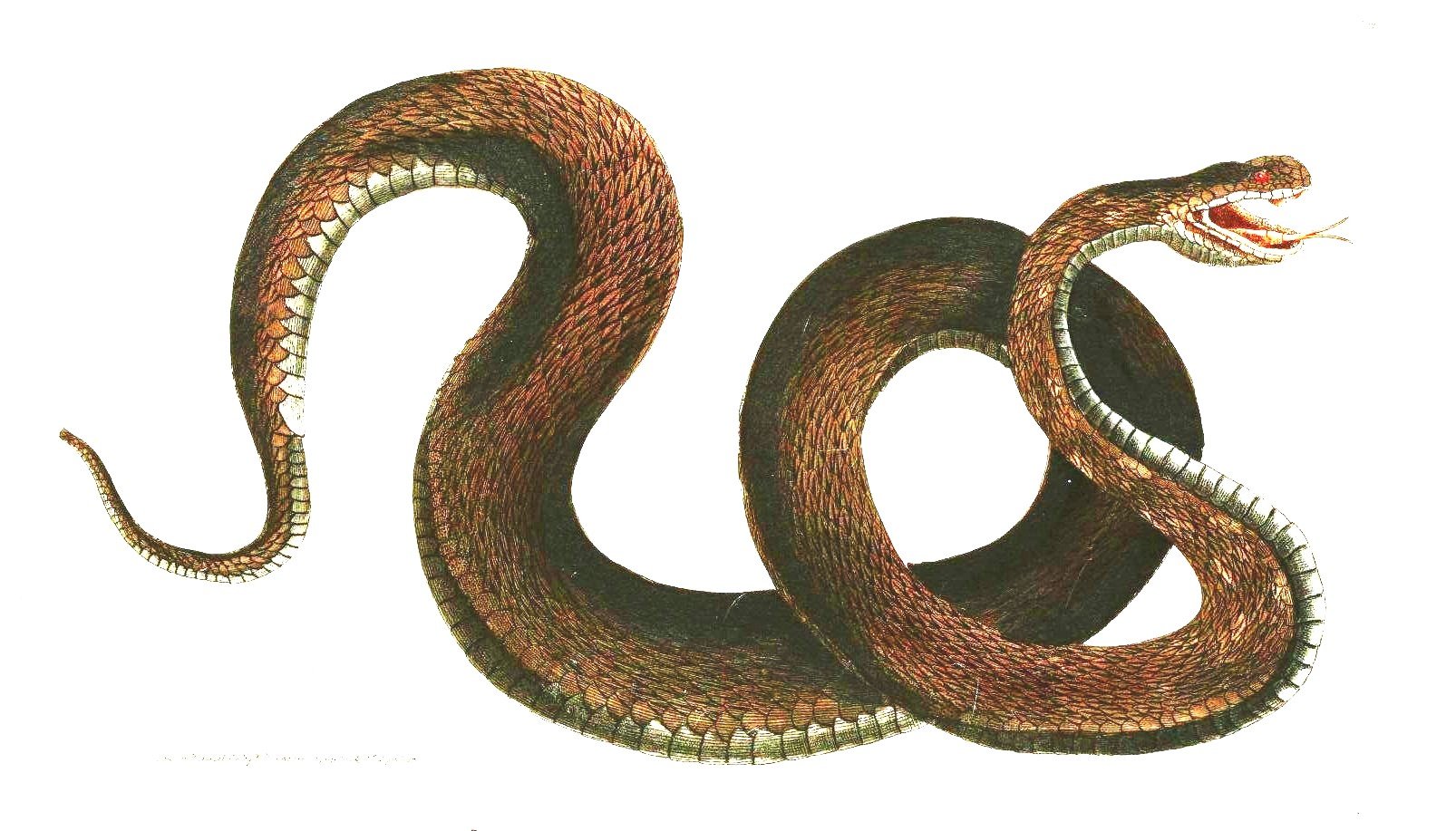 HD desktop wallpaper featuring a detailed illustration of a coiled brown snake with an open mouth against a white background.