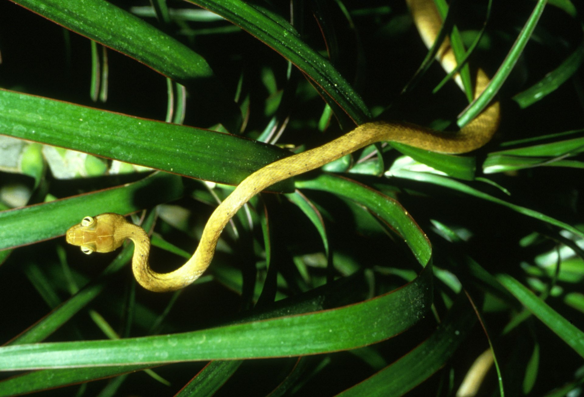 Download Animal Brown Tree Snake HD Wallpaper