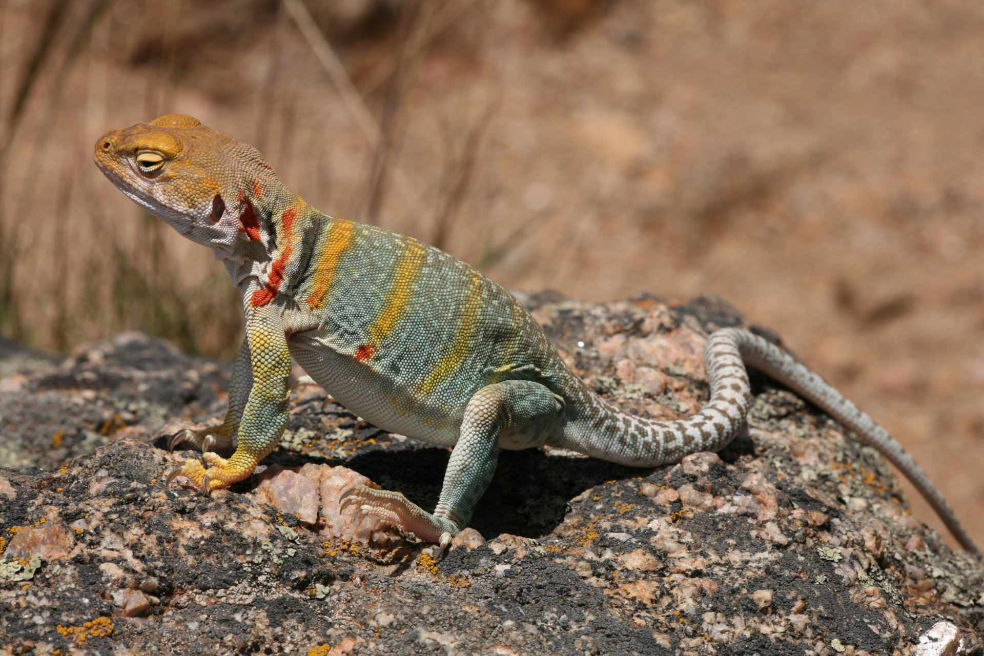 Download Eastern Collared Lizard Animal Collared Lizard 4k Ultra HD Wallpaper