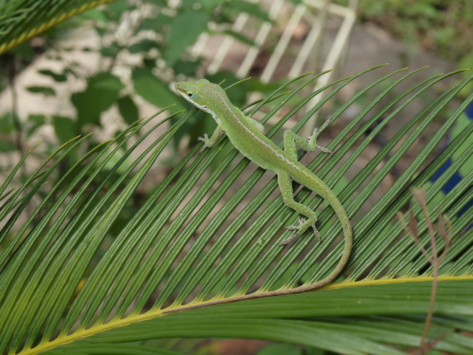 HD PC desktop wallpaper: a bright green anole (animal) perched on a palm frond with tropical leaves in soft focus.