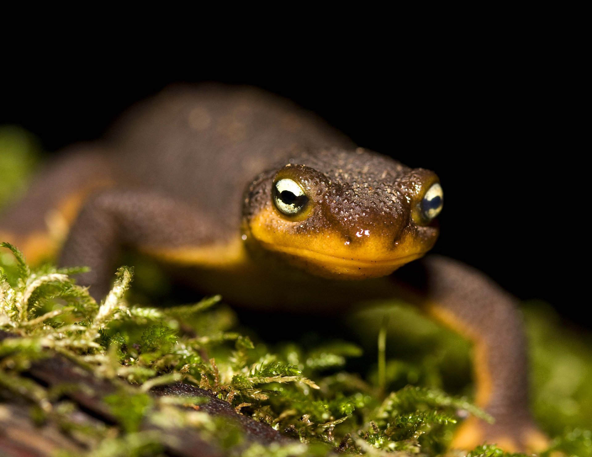 Download Animal Rough-skinned Newt HD Wallpaper