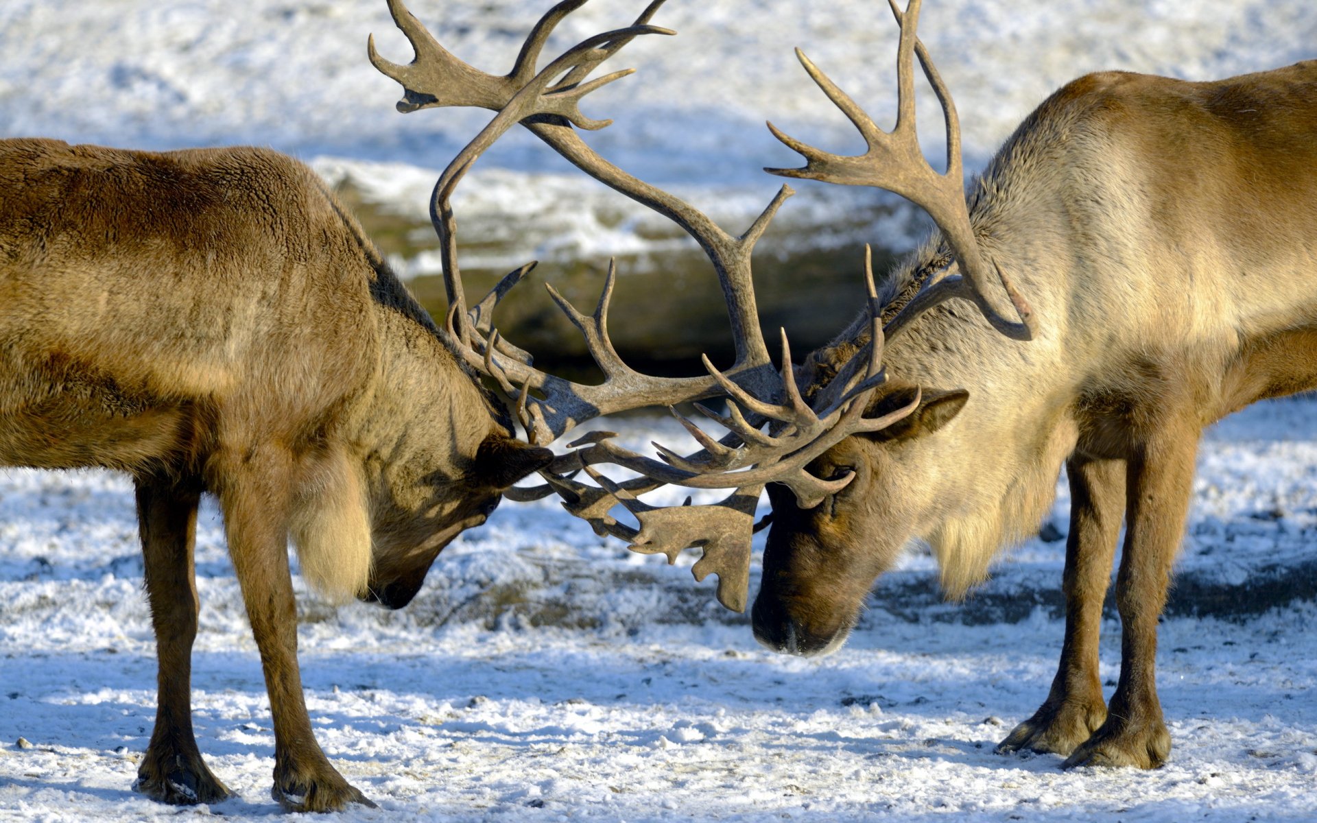 2K Quad HD: Winter Stag Duel — Majestic Deer Wallpaper | 2560x1600 ...