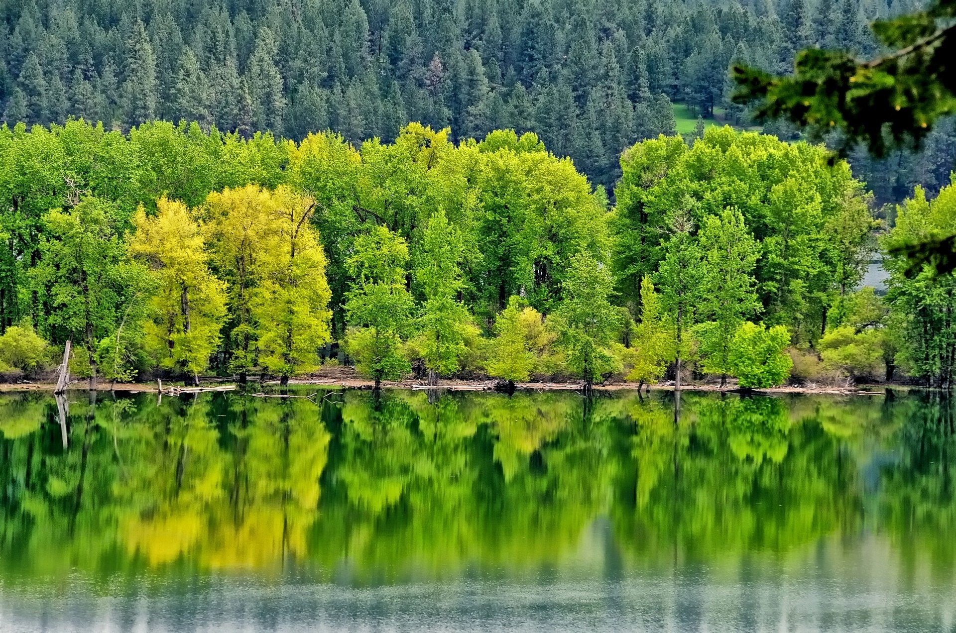 HD desktop wallpaper showcasing vibrant green and yellow trees reflected clearly on the calm water, surrounded by a dense forest backdrop.